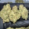hi chew strain