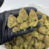 guava gelato strain